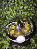 Diorama Noctali