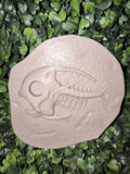 fossile Magicarpe
